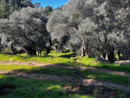 Muğla/ Milas Göldere Köyüne Bağlı Kandak Barajı Yanında Satılık Zeytinlik