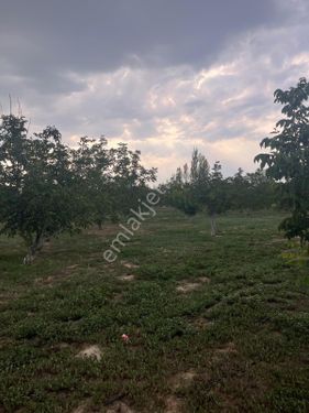 Burdur Merkez Gökçebağda Ceviz Bahçesi