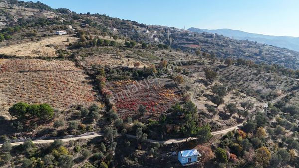 Güzelbahçe Payamlı'da Doğa İçinde Satılık Üzüm Bağı