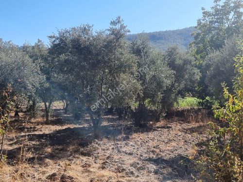 Aydın Nazilli Yöntem Emlaktan Bozdoğan Kavaklı Mahallesi Sipahiler Mevkiinde Satılık Zeytinlik