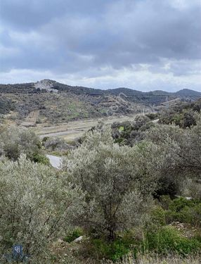 Seferihisar Beyler Köyünde Kadastral Yolu Olan Satılık Zeytinlik