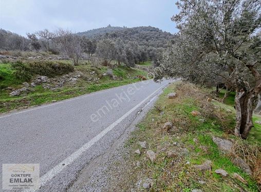 Göktepe Emlak Burhaniye Karaderede Zeytinlik Tek Yetkili