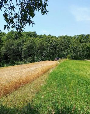 Kandıra Karlıda Köye Yakın Asfalta 300 Metre Mesafede Resmî Yollu 6.505 M2 250 M2 İmarlı Ev Yapılıyr