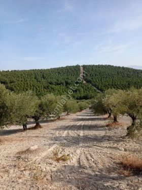 Saruhanlı Abbakta Satılık Zeytinlik