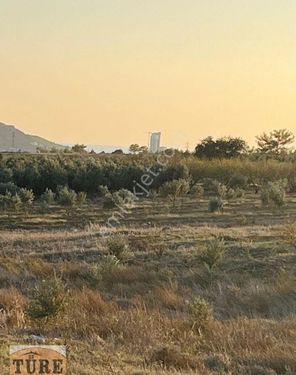 Türe Gayrimenkulden Silifke Işıklıda Satılık Tarla