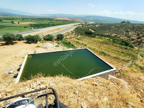 Kuyucak Başaran Mahallesinde Satılık 22 Dönüm Zeytinlik Ve İncir Bahçesi