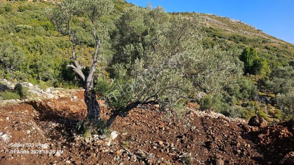 Hak Emlak'tan Satılık Seydikemer İzzettin Mahallesi'nde Tarla