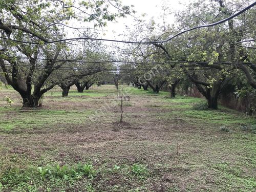 Acil Satılık Tarlamiz Açıklamayı Okuyup İletişime Geçiniz