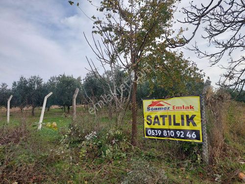 Bursa Demirtaş Cumhuriyette İşte Fırsat Satılık 4000m2 Zeytinli Tarla