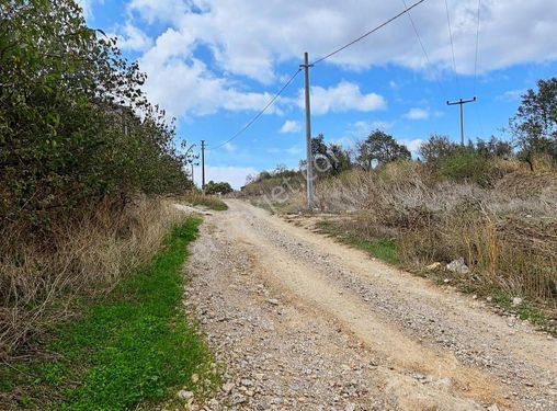 Bursa Karacabey Fırsat Köy İçinde Zeytinlik