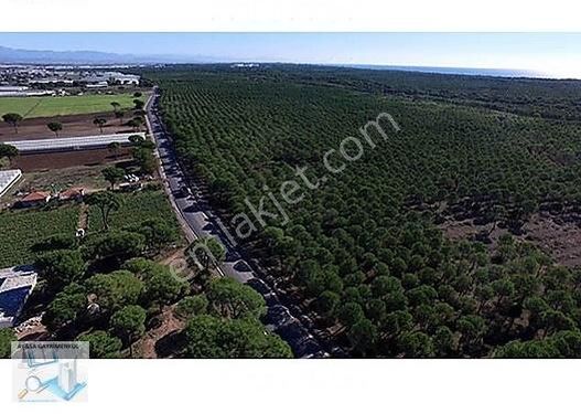 Aysa'dan Kumköy'de Köy Merkezine 800m Mesafede Müstakil 5300m²