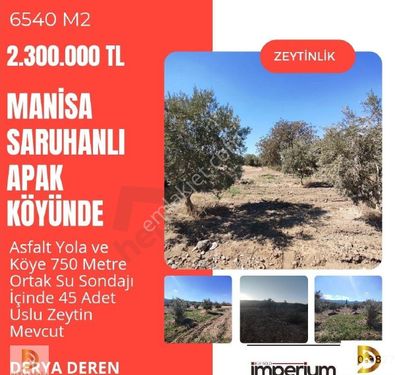 Satılık Zeytinlik Manisa Saruhanlı Apak Köyünde 6540 M2