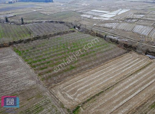 Tütüncü'de 11.745m² 266adet Ceviz Ağaçlı Satılık Ceviz Bahçesi