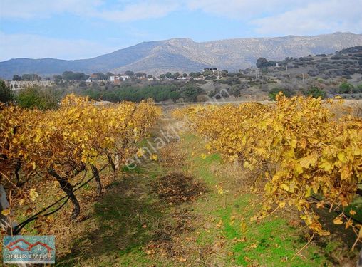 Acil.. Menemen Emiralem Yayla'da Müstakil Tapulu Satılık Bağ...