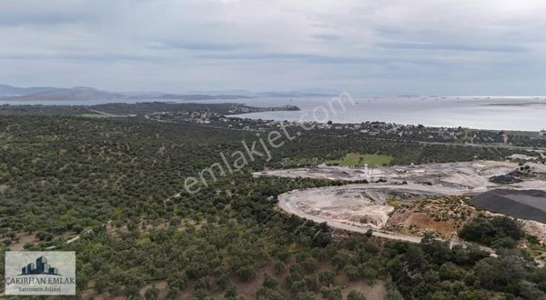 Aliağa Şakran Ilıca Mevki Satılık Uygun Fiyatlı Zeytinlik