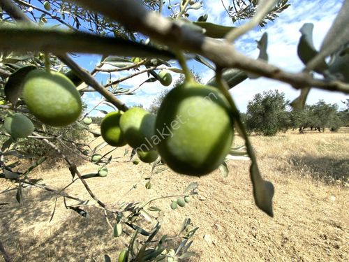 🌳🌳gültaş Emlaktan Burhaniyede Satılık 8.850m2 Kadastro Yoluna Cephe Zeytinlik