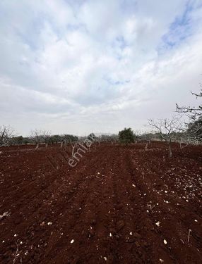 Özkanlar Gayrimenkul'dan Oğuzelinde 4.900 Metre Fıstıklık