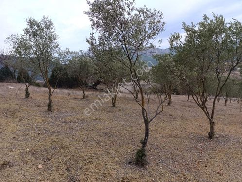 Bölgenin En Tercih Edilen Yerinde İçinde 60 Adet Zeytin Ağacı İle Uygun Fiyat