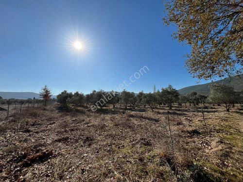 Muğla Emlak Tapudan Yeşilyurt Mahallesinde Satılık Tarla