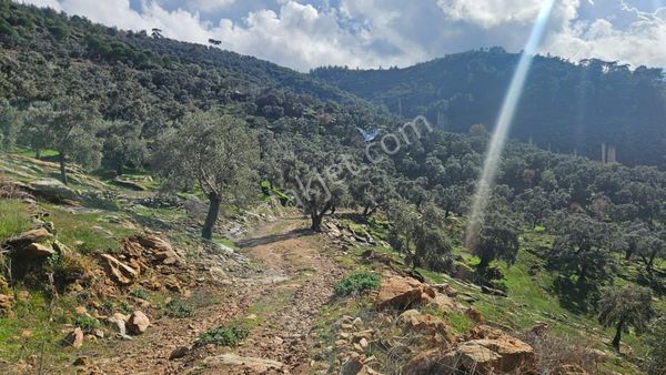 Muğla Milas Selimiye Konak Mahde 4009 Metre Zeytinlik Satiliktir