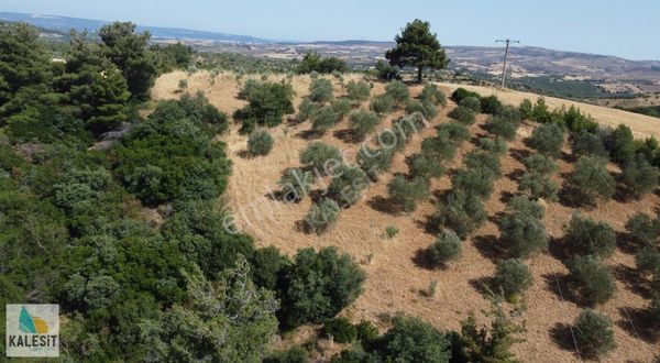 Ç.kale Merkez Elmacık Köyünde Deniz Manzaralı Zeytinlik.