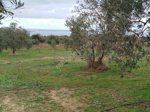 Dıalog İdealden Çanakkale Lapsekide Deniz Manzaralı Tarla