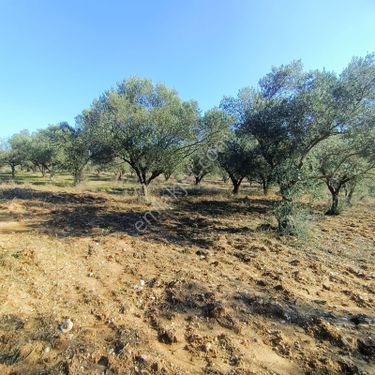 Çanakkale Ezine Güllüce Köyü Satılık Zeytinlik 33 Dönüm