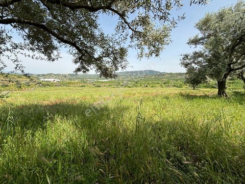 Turgutlu Nurcan Emlak'dan Çepnibektaş Mh. Satılık 26,000 M² Arazi