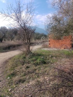 Manisa Kırkağaç Çamlık Karşısı 300 Ağaç Yolu Olan Zeytinlik