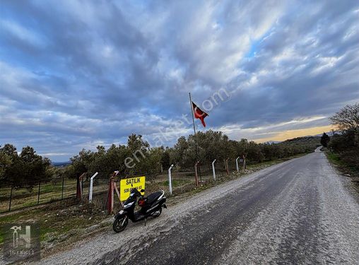 İstekli Emlak'tan Bayat Mahallesinde Satılık 5 Dönüm Zeytinlik