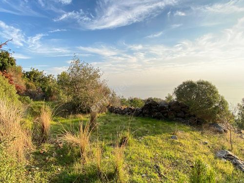 Zeytinada Da Full Deniz Manzaralı Yatırımlık Tarla