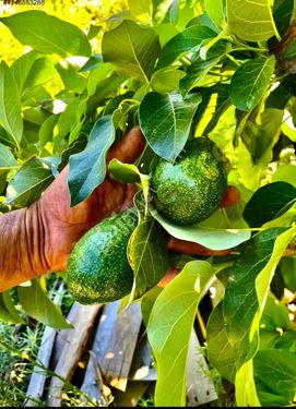 Manavgat Merkeze Yakın Yetişkin Verim Veren Full Teşkilatı Avokado Bahçesi