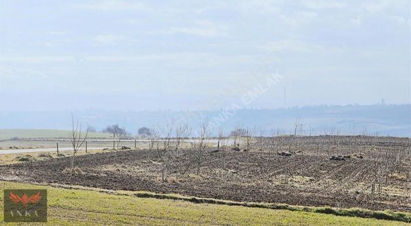 Gelibolu Anka Emlak'tan Gazisüleymanpaşa'da Satılık Tarla