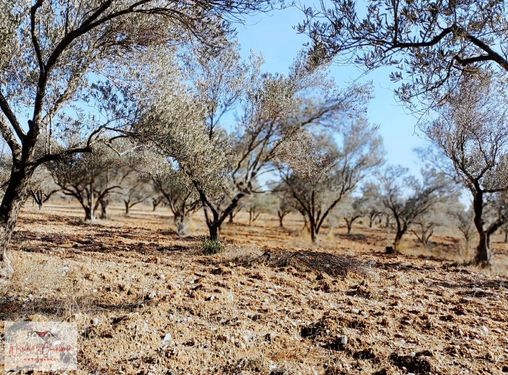 Çanakkale Ezine Güllüce Köyü Nde Satılık Zeytinlik 33 Dönüm