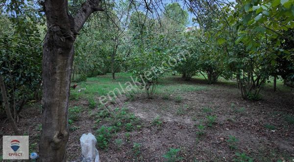 Kartepe Uzuntarla ' Da Yatırımlık %5 İmarlı Satılık Fındıklık