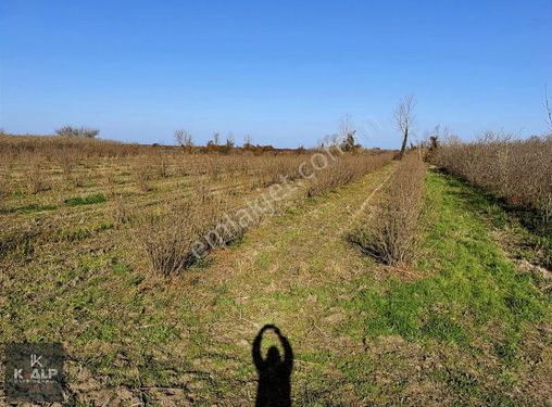 Terme Kumcağız Mahallesinde Satılık 8000 M2 Fındık Bahçesi