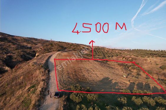 Yağmur Emlaktan Şarköy Tepeköyde 4.500 Metre Zeytinlik Satılık