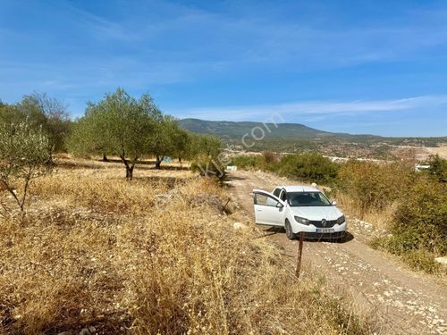 Manisa Sarısığırlı Da 1.980 M2 Zeytinlik , Tek Tapu , Resmi Yolu Var