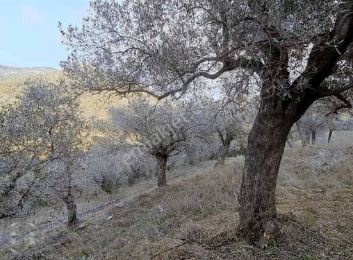 İzmir Selçuk Şirince 6800m2 Zeytinlik Ev Araç Takas Olur