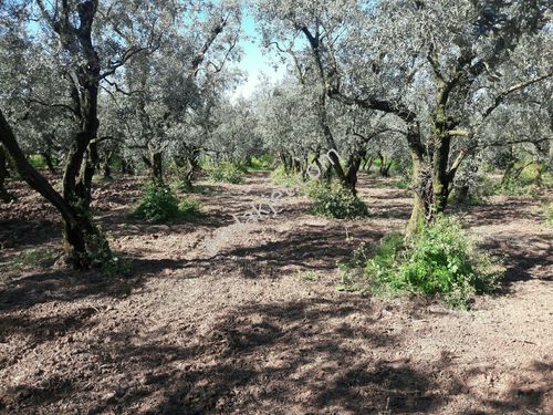 Orhangazi,  akharem Mahallesi'nde Aşık Emlak'tan Satılık Zeytinlik