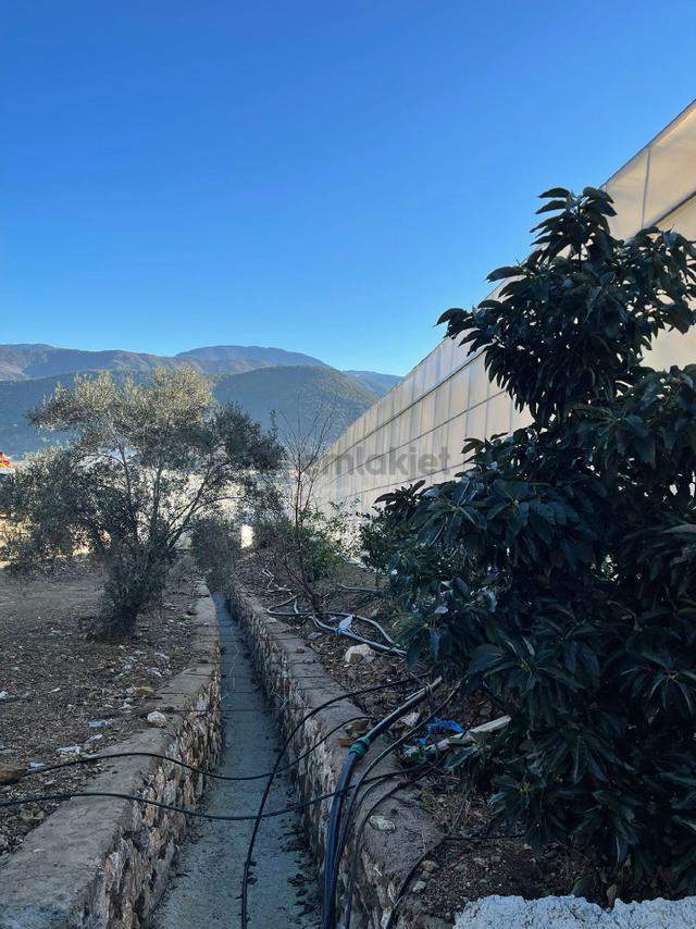 !!kaçırılmaz Yatırım Fırsatı Kurulu Düzen Muz Serası!! 4