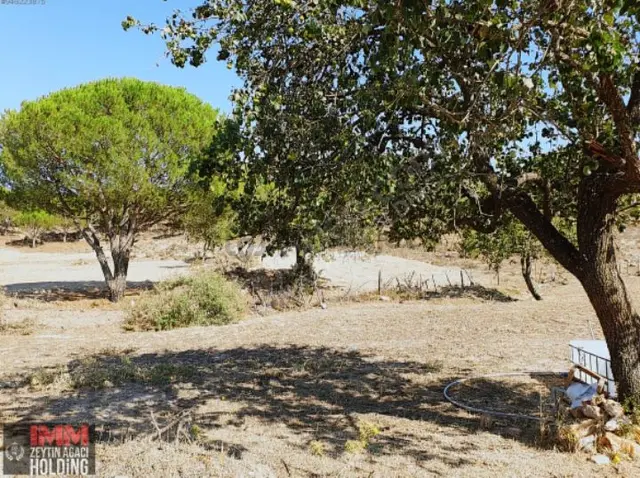 Sahibinden 11.118 M2 Kadostrol Yol, Su Ve Elektrik Var 1