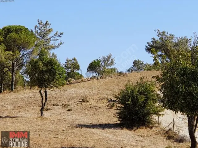 Sahibinden 11.118 M2 Kadostrol Yol, Su Ve Elektrik Var 4