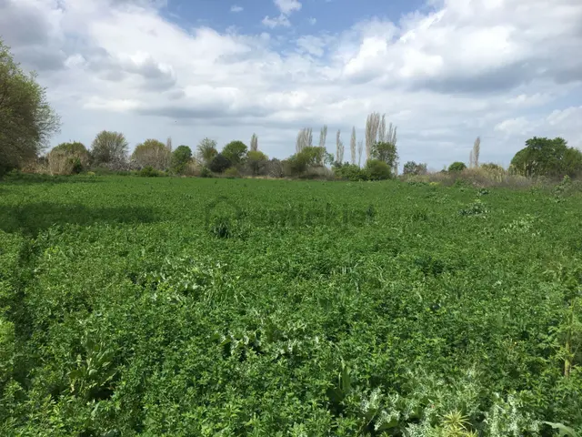 Burhaniye Kızıklı'da 5104 M2 Tarla 2