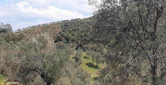 Kelepir Fiyata Kaçırılmayacak Kırtık Da Zeytinlik 4