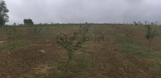 Resmi Yola 1 Parsel Hıdırlar Köyünde Fındık Bahçesi 8.8 Dönüm 3