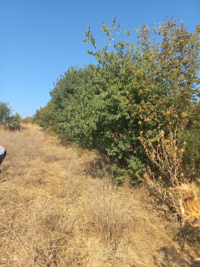 Acil Bilecik Söğüt'de Gecitli Köyüne 1 Km Yakınlıkta Tarla 4