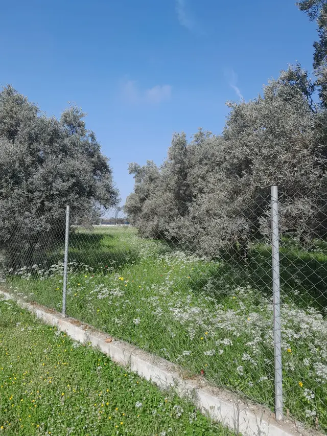 Ulaş Yapı Emlaktan Yangı Yeni Mh.yeşilköy Sınırında Müstakil Tapu Tarla+zeytinlik 5070m2 5