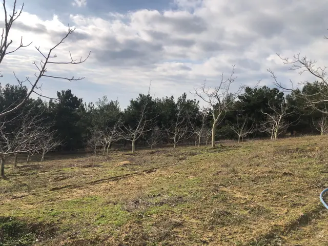 Şarköy De Işık Emlaktan Çenğelli Mah De 6900 M2 Cevizlik 2