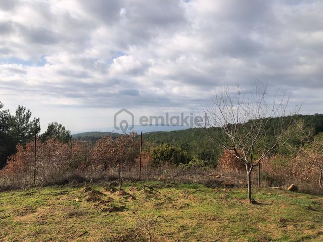 Şarköy De Işık Emlaktan Çenğelli Mah De 6900 M2 Cevizlik 4